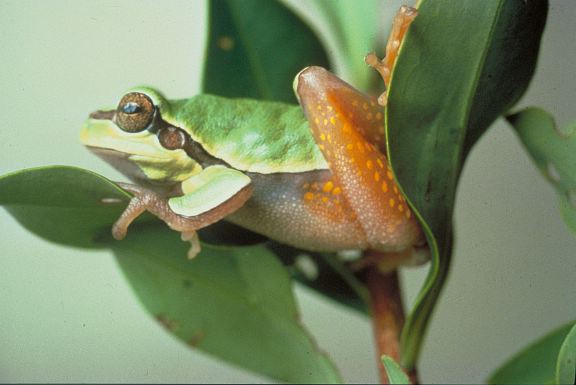 Tree_Frog.jpg