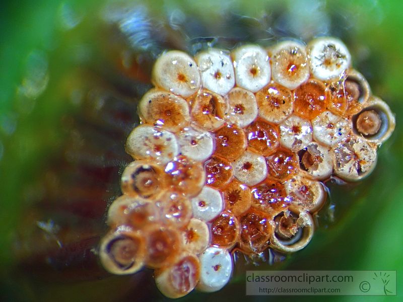 microscopic-image-of-insects-eggs-found-on-plant-leaf.jpg