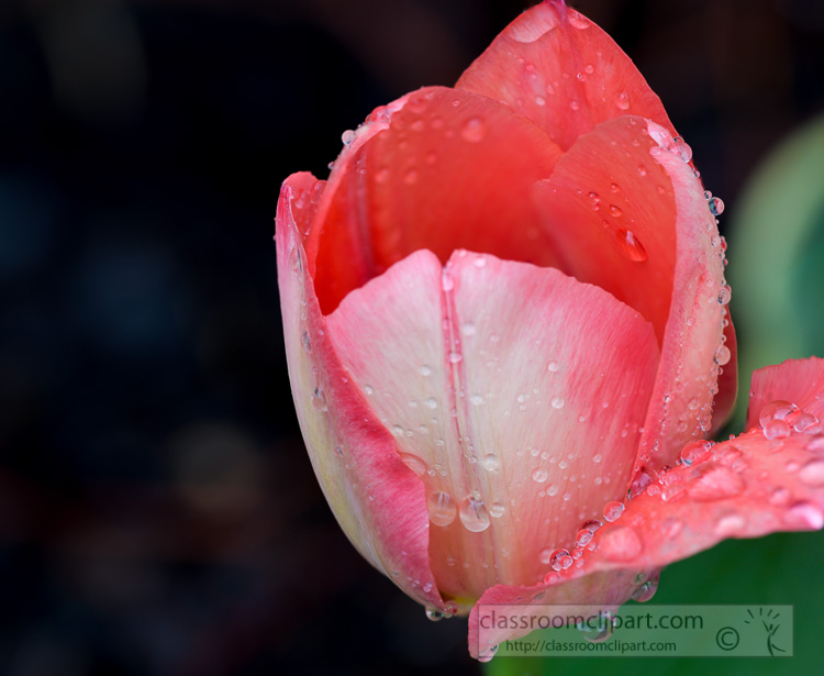 pink-tulip-with-rain-drops-scattered-on-petals-photo-504738E.jpg