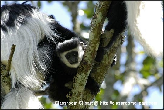 1_colobus_05.jpg