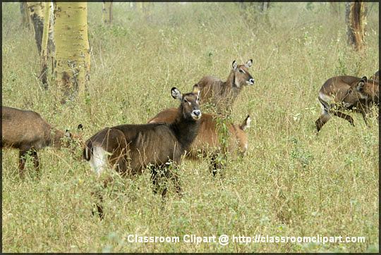 L_waterbuck_01.jpg