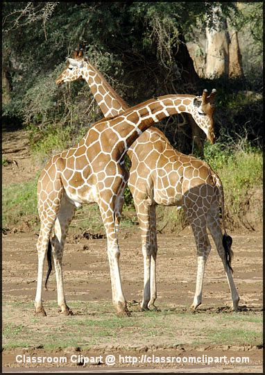 5_giraffe_4.jpg