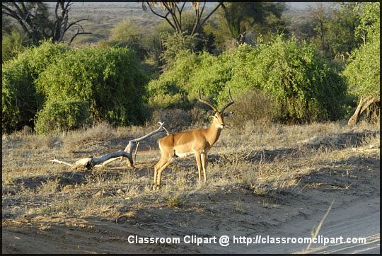 7_samburu_01.jpg