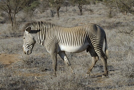 zebra_africa_12.jpg