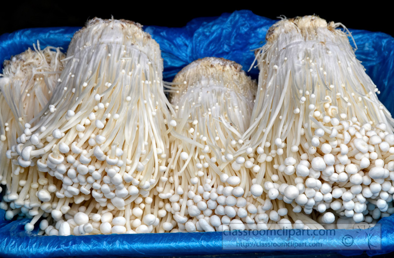 bunches-of-enoki-mushrooms-photo-image-30.jpg