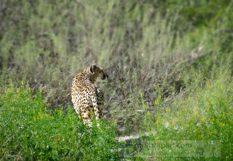 cheetah_standing_in_grass_527AA.jpg