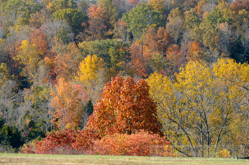 fall-colors-on-hillside.jpg