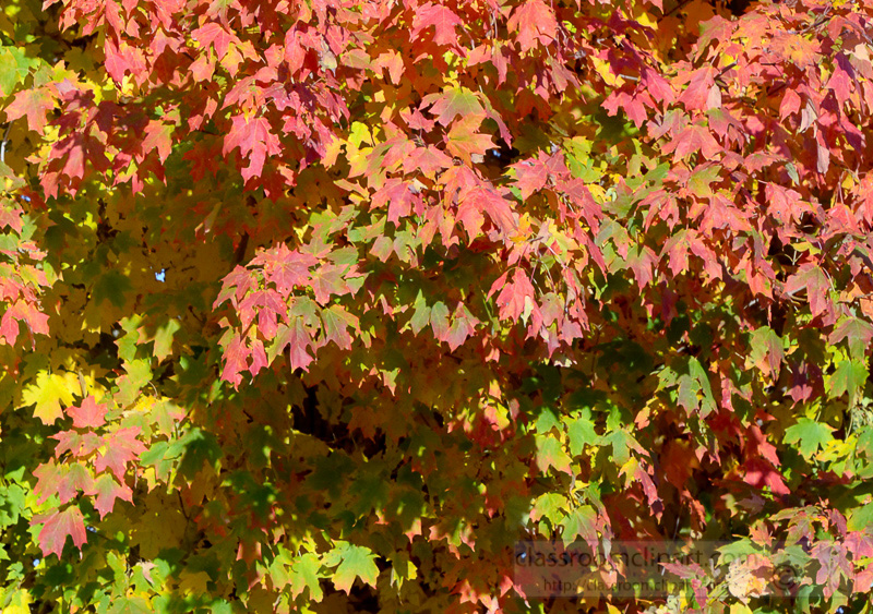 fall-colors-tree-51A.jpg
