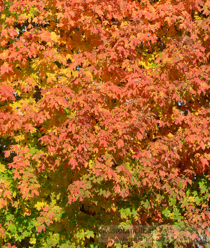 june2016 Clipart Photo Image - fall-colors-tree-52A - Classroom Clipart