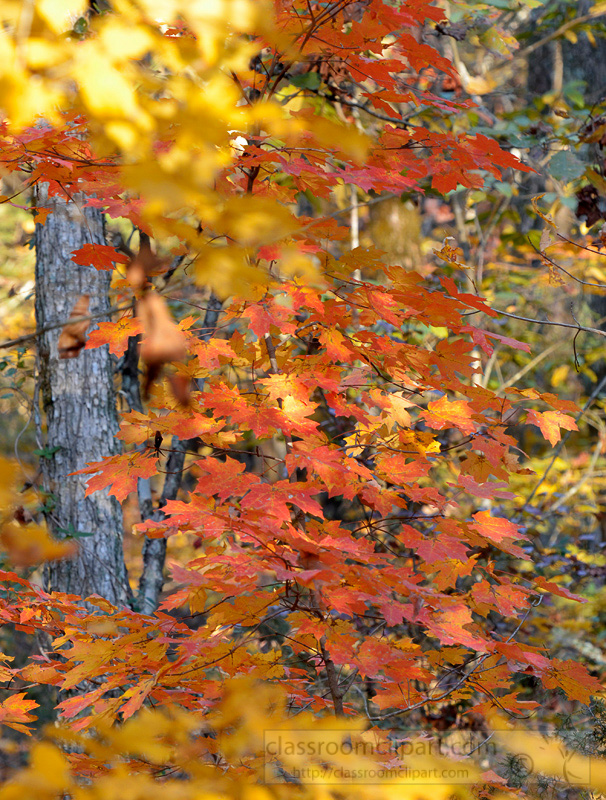 fall-colors-tree-90A.jpg
