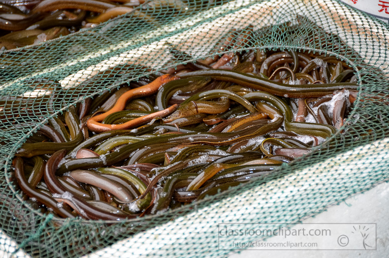 fresh-baby-eels-photo-image-49.jpg