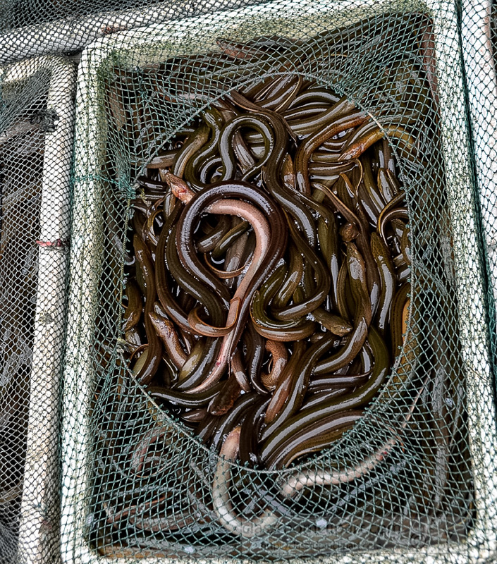 fresh-baby-eels-photo-image-50.jpg