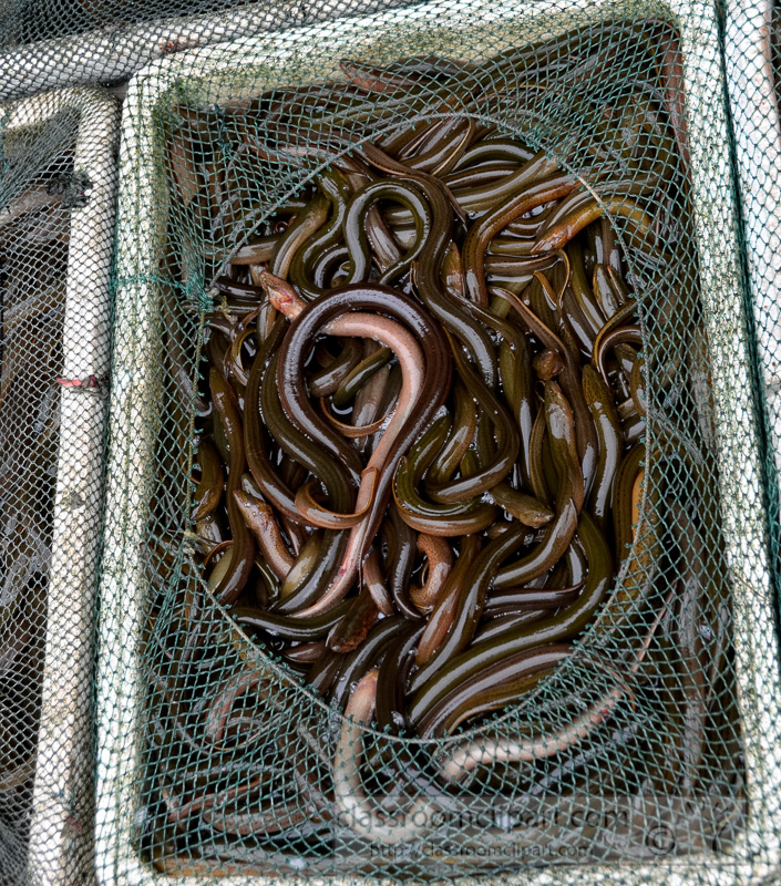 fresh-baby-eels-photo-image-50A.jpg