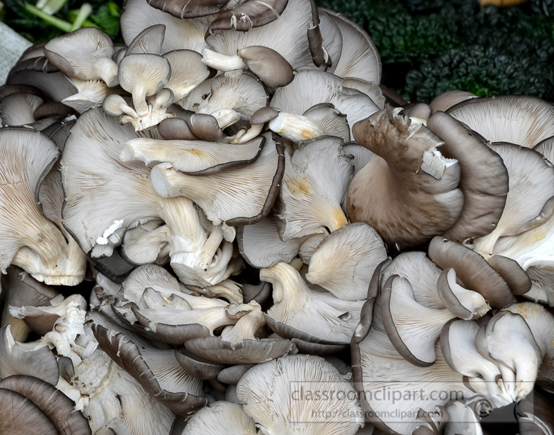 fresh-mushrooms-local-outdoor-market-photo-image-51.jpg