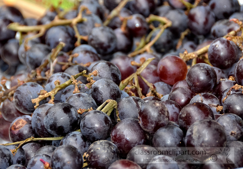 fresh-purple-grapes-photo-image-62.jpg