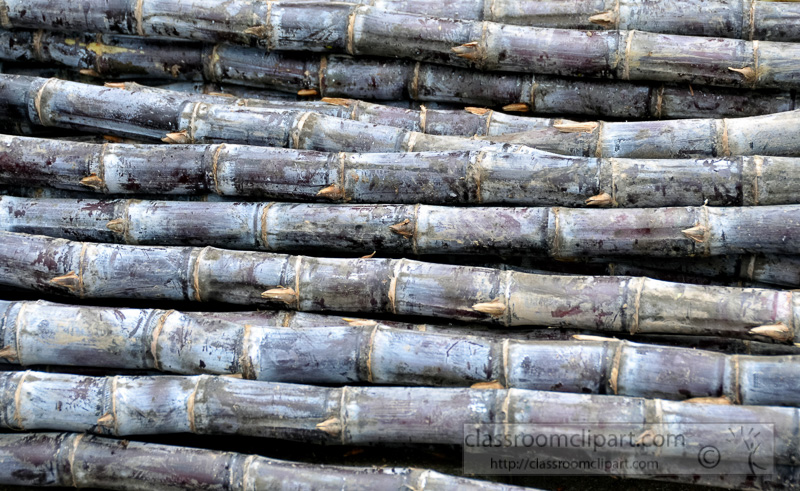 stacks-of-sugar-cane-at-outdoor-market-photo-image-60.jpg
