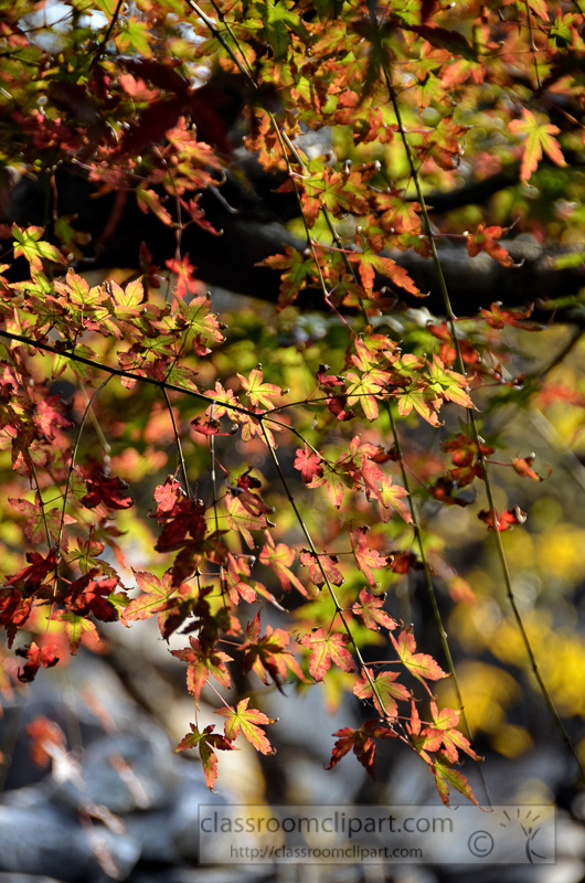trees-with-fall-foliage-Yu-Yuan-Gardens-Shanghai-China-photo-image-78.jpg