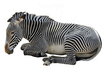 zebra-2.jpg