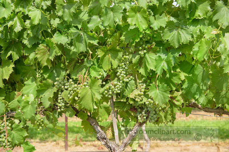 Grapes-Growing-in-Vineyard-Middle-Tennessee-photo-image-6511E.jpg