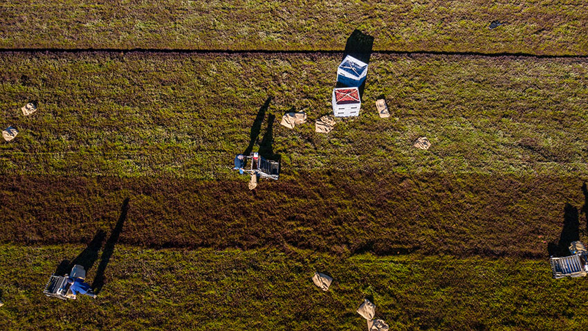 aerial-view-commercial-cranberry-dry-harvest-operation-massachusetts.jpg