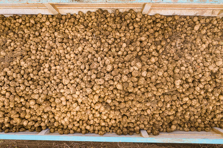 closeup-aerial-view-truck-filled-with-potato-harvest.jpg