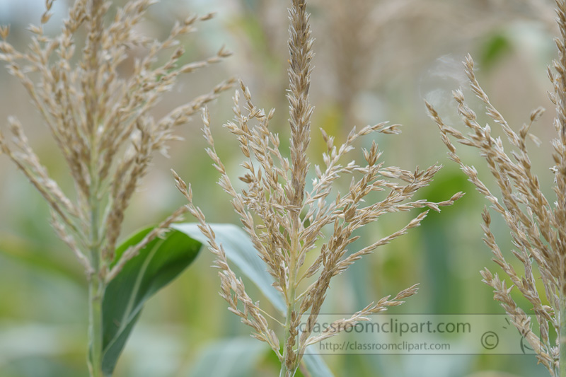 closeup-of-corn-tassels-plants-photo-8955.jpg