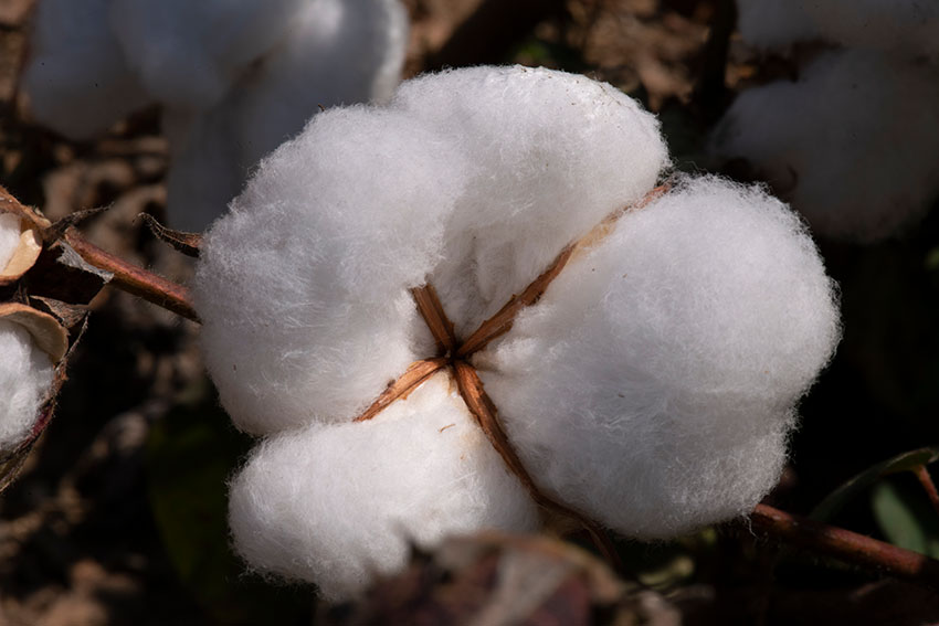 closeup-of-cotton-plant-in-field.jpg