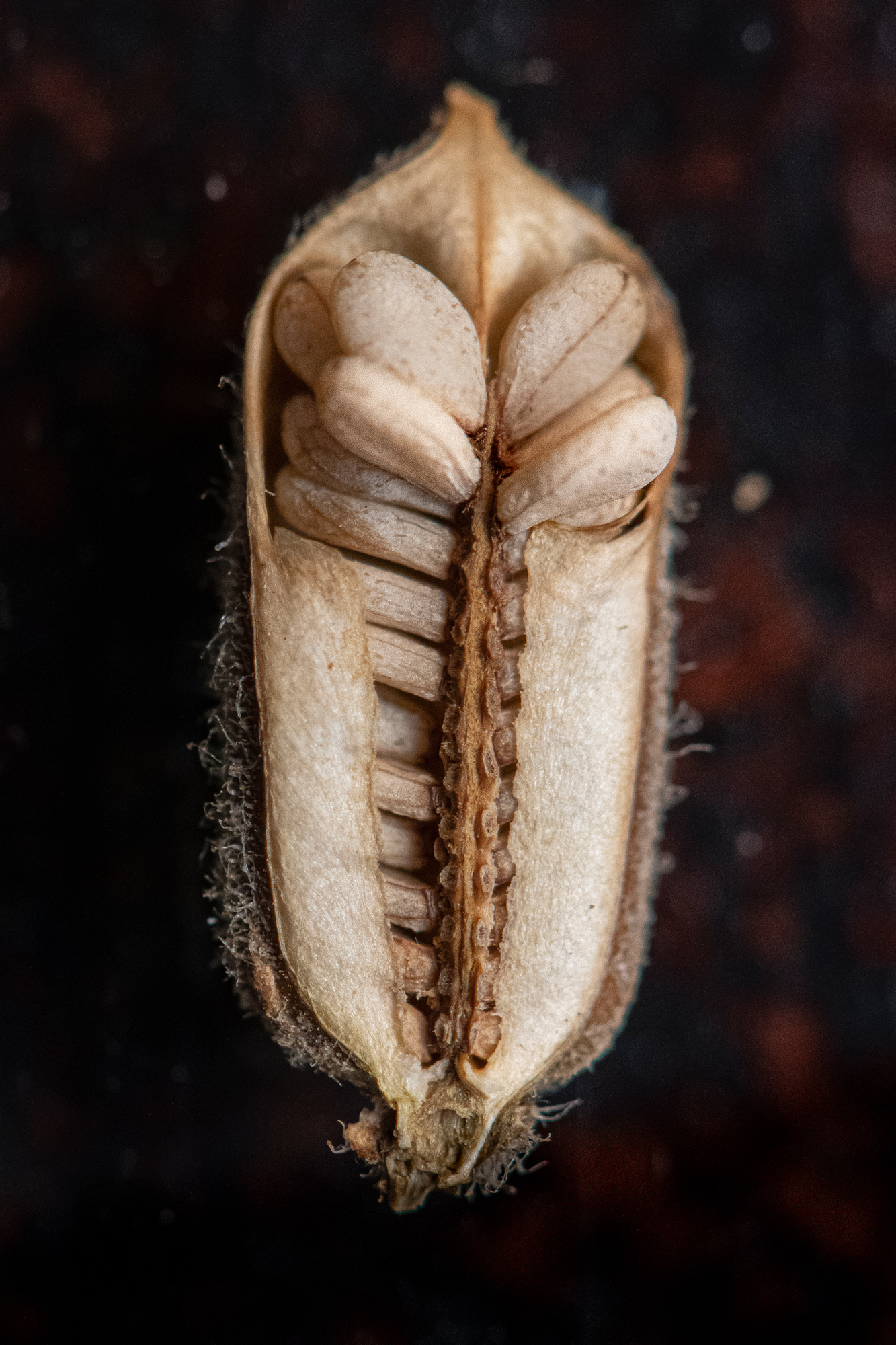 closeup-of-sesame-seeds-in-their-capsule.jpg