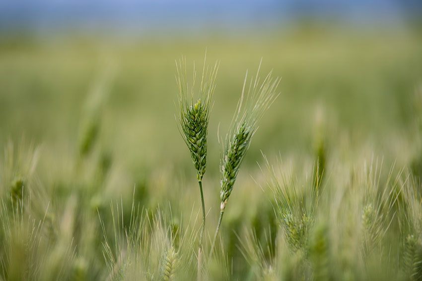 closeup-of-wheat-with-field-in-background.jpg