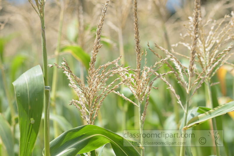 corn-fields-photo-8958.jpg