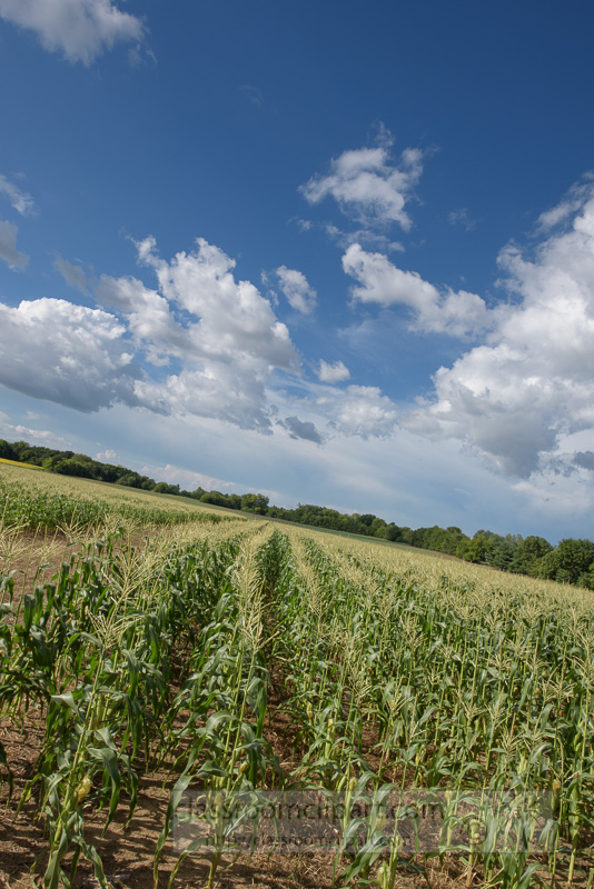 corn-plants-growing-in-field-photo-9053.jpg