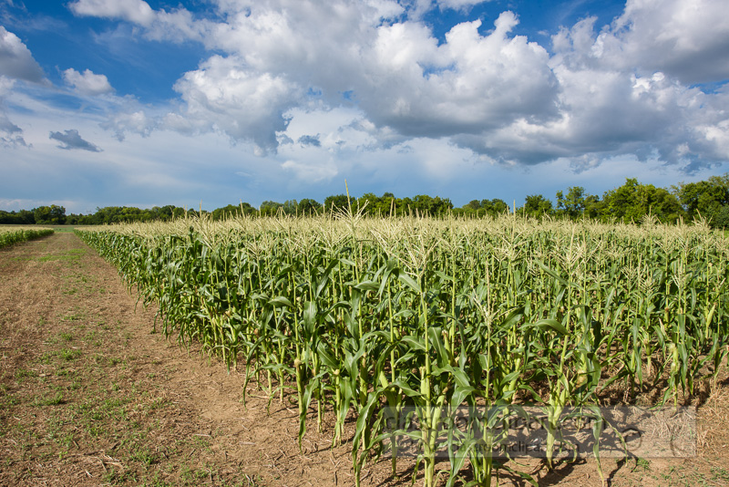 corn-plants-growing-in-field-photo-9054.jpg