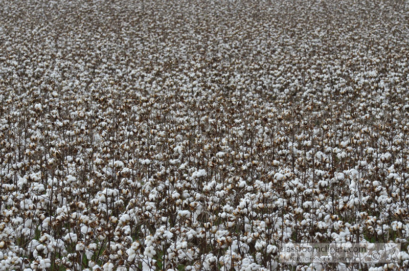 cotton-growing-in-field-picture-image2460.jpg