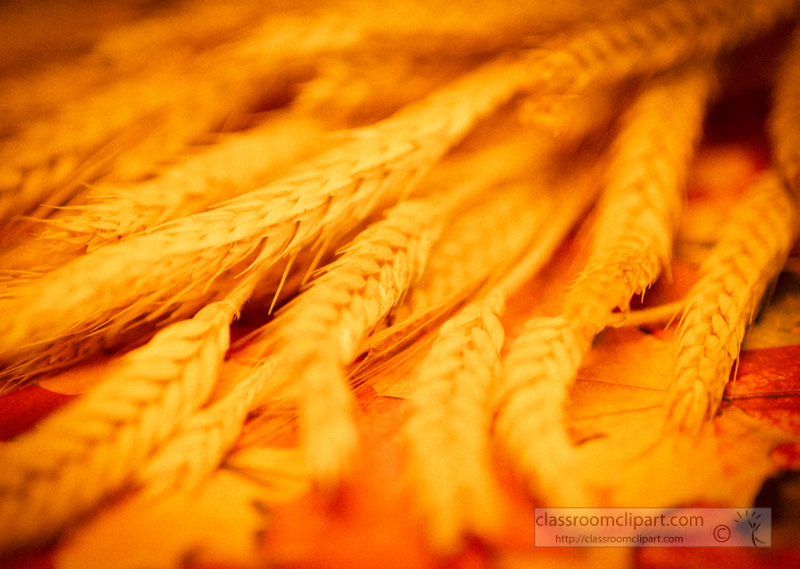 ears-of-wheat-closeup-golden-color.jpg