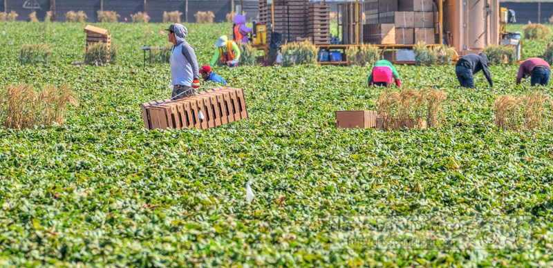 farm-workers-central-california-picking-strawberries-6809.jpg