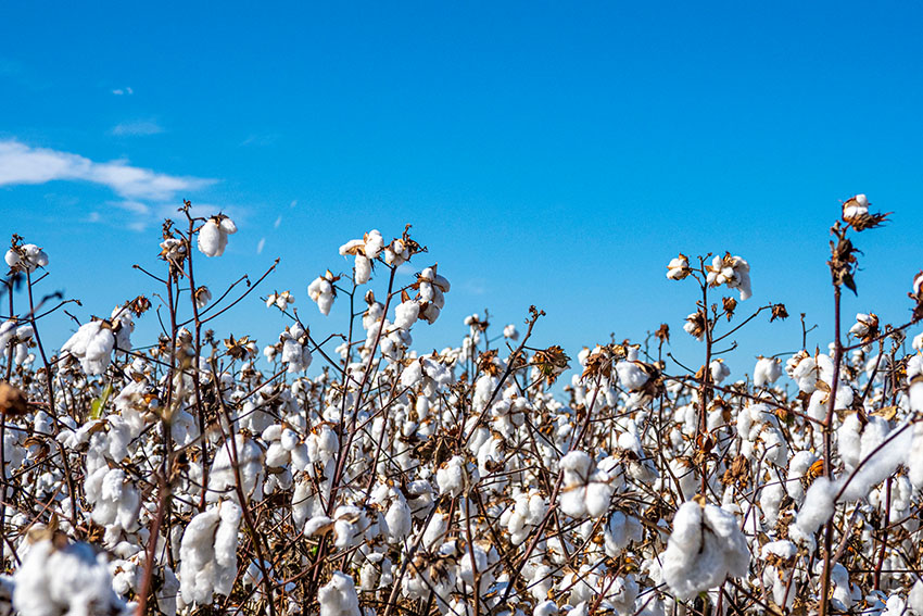field-of-cotton-plants-with-blue-sky.jpg