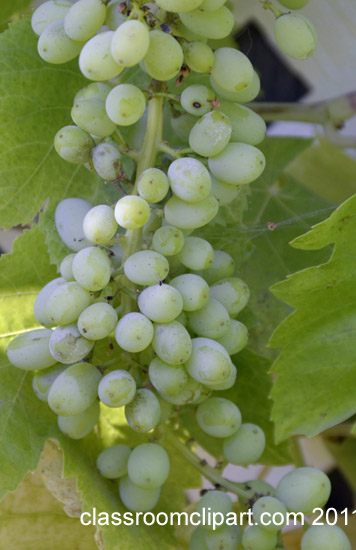grape_bunch_on_vine.jpg