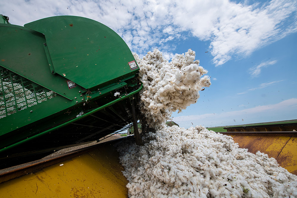 harvester-unloads-cotton-bolls-into-a-cotton-module-builder.jpg