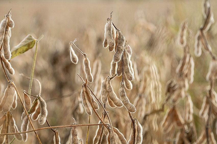 sow-beans-growing-in-field-in-the-sunlight.jpg