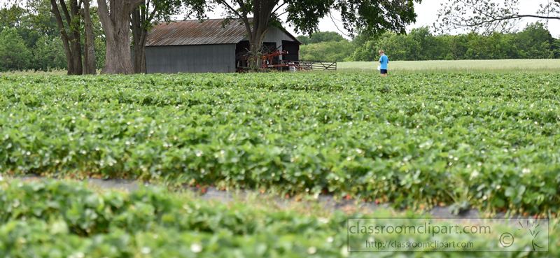 standing-in-a-strawberry-patch-tennessee-photo-image-1436.jpg