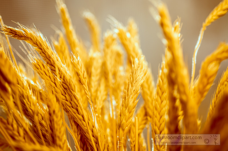 sun-on-ears-of-wheat-closeup-photo.jpg