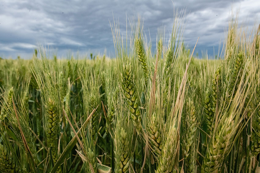 wheat-fields-with-cloudy-sky-2.jpg