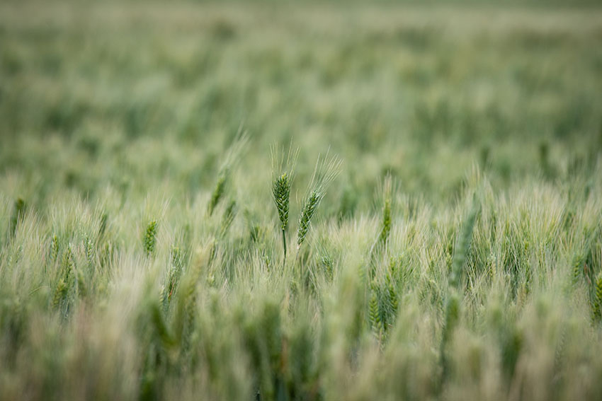wheat-fields.jpg
