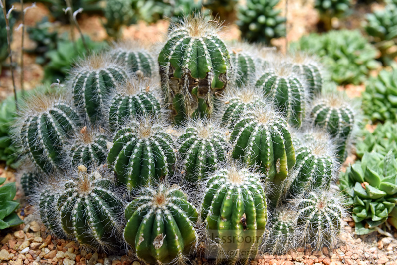 Ball-Cactus-Parodia-magnifica-photo-image-9120a.jpg