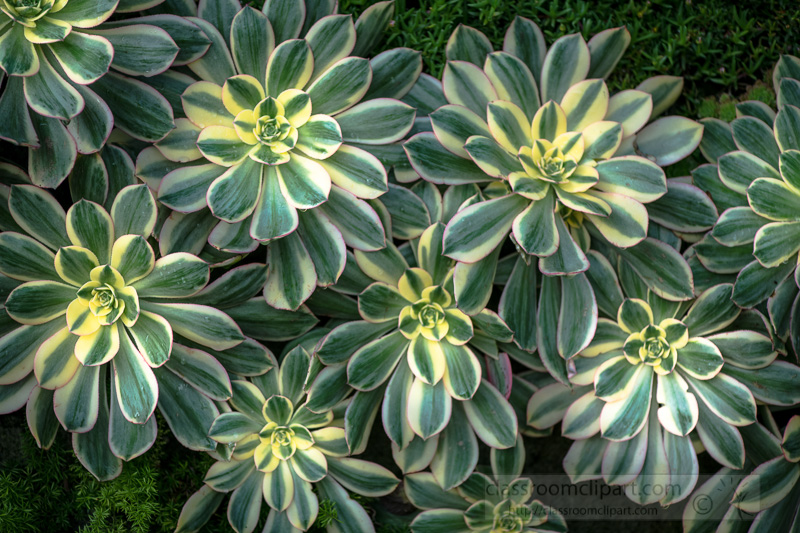 aeonium-sunburst-succulent-plant-03000.jpg
