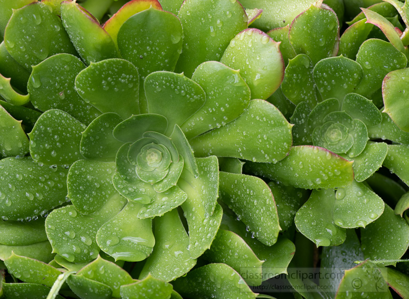 bright-green-aeonium-rosettes-succulent-plant-02866.jpg