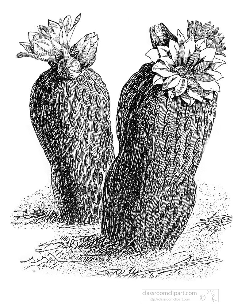 cactus-black-and-white-illustrated-clipart-6.jpg