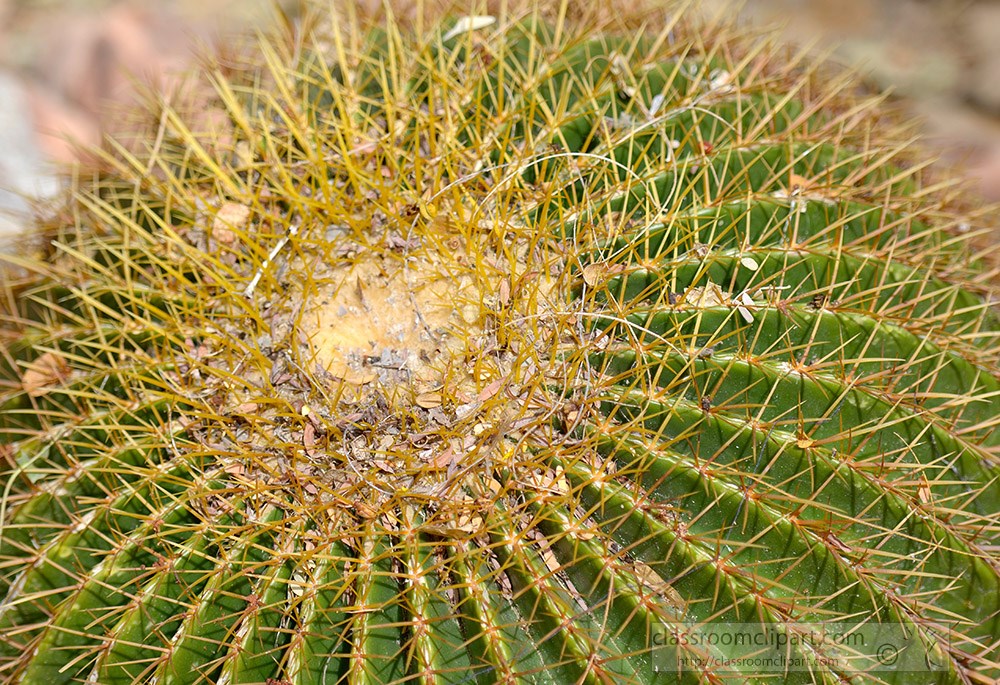 cactus-plant-667a.jpg