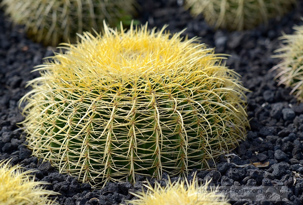 cactus-plant-676a.jpg