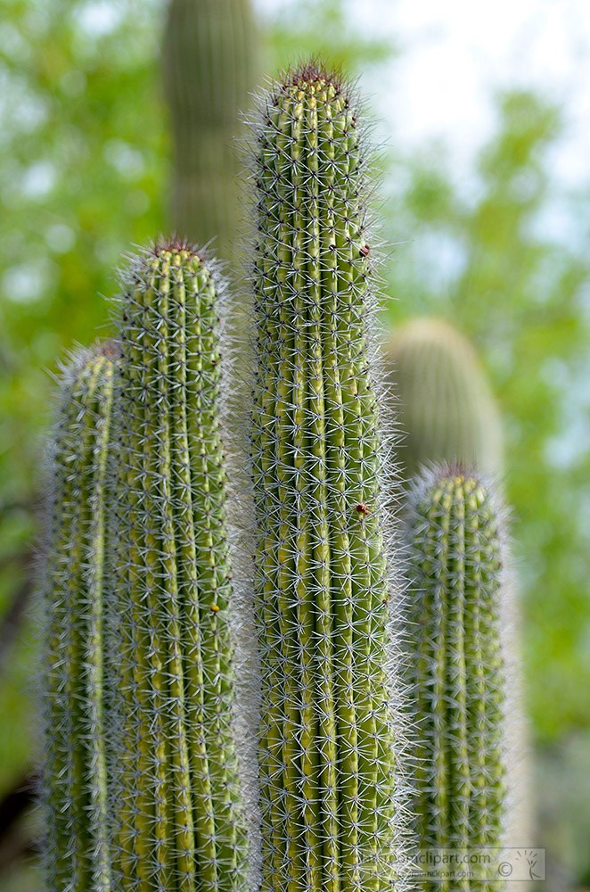 cactus-plant-678a.jpg